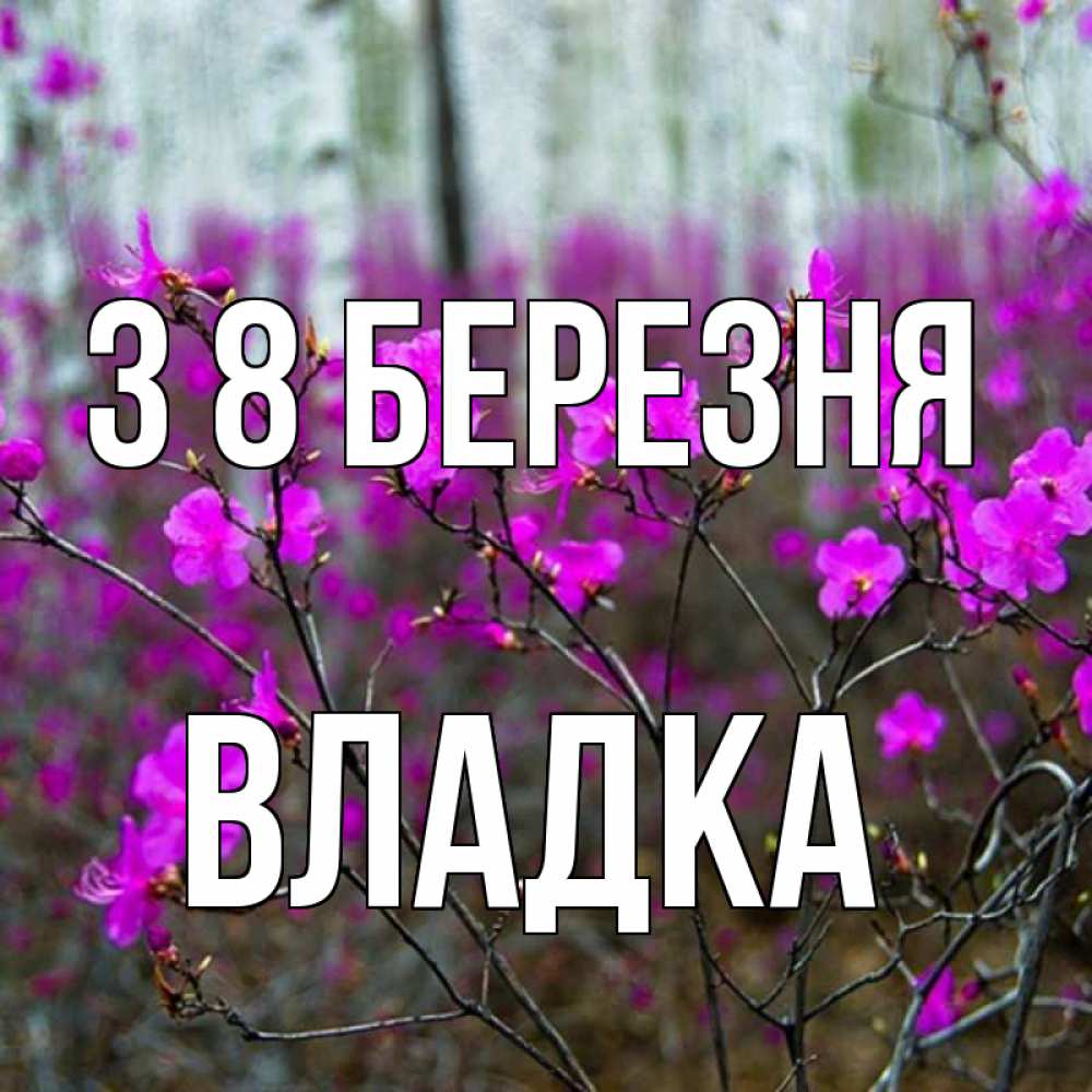 Открытка на каждый день з підписом, Владка З 8 БЕРЕЗНЯ дикие цветы Прикольна листівка з побажанням онлайн скачати безкоштовно 