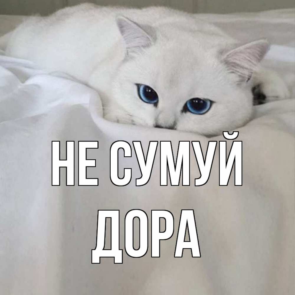 Открытка на каждый день з підписом, Дора Не сумуй белый кот с голубыми глазами на белоснежной кровати Прикольна листівка з побажанням онлайн скачати безкоштовно 