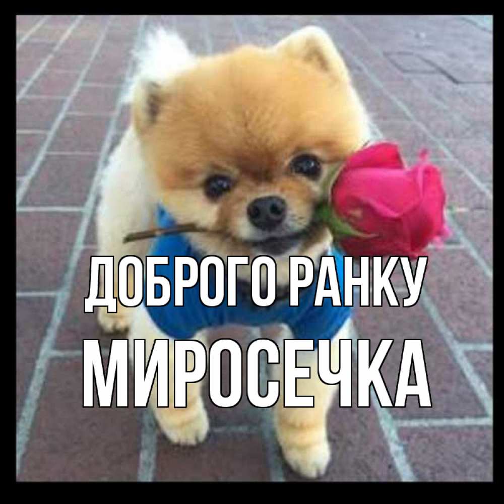 Открытка на каждый день з підписом, Миросечка Доброго ранку роза в зубах Прикольна листівка з побажанням онлайн скачати безкоштовно 