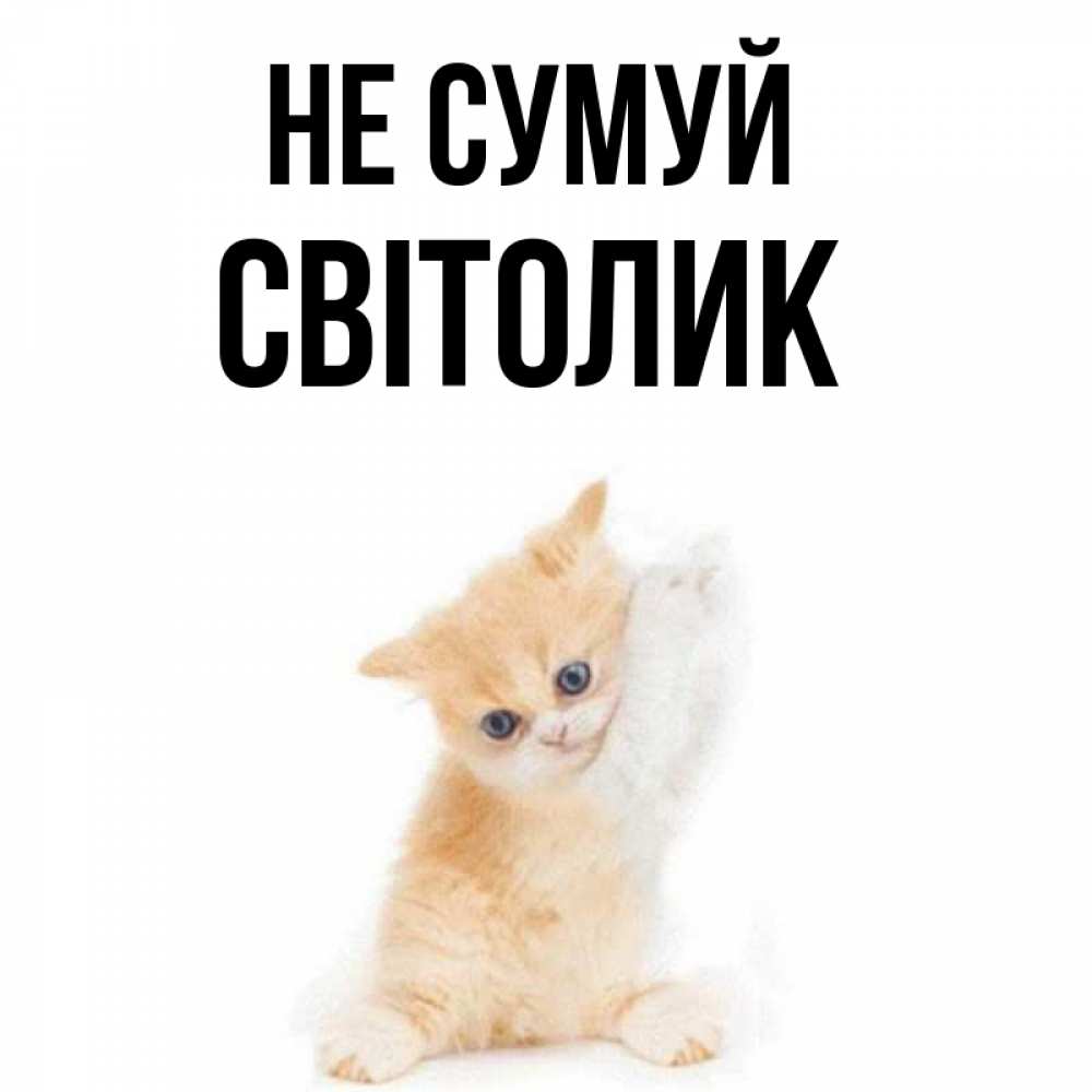 Открытка на каждый день з підписом, Світолик Не сумуй просящий кот Прикольна листівка з побажанням онлайн скачати безкоштовно 