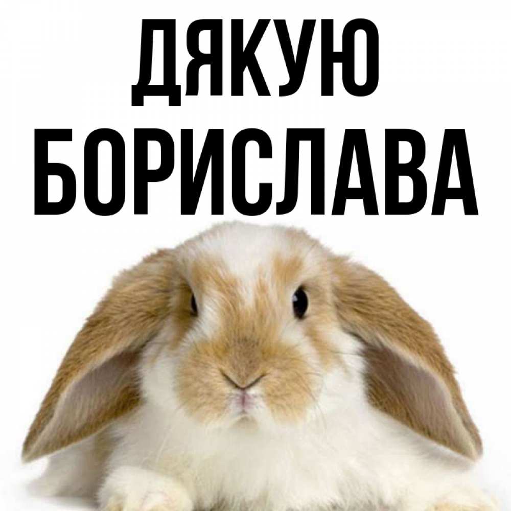 Открытка на каждый день з підписом, Борислава Дякую коричнево белый заяц Прикольна листівка з побажанням онлайн скачати безкоштовно 