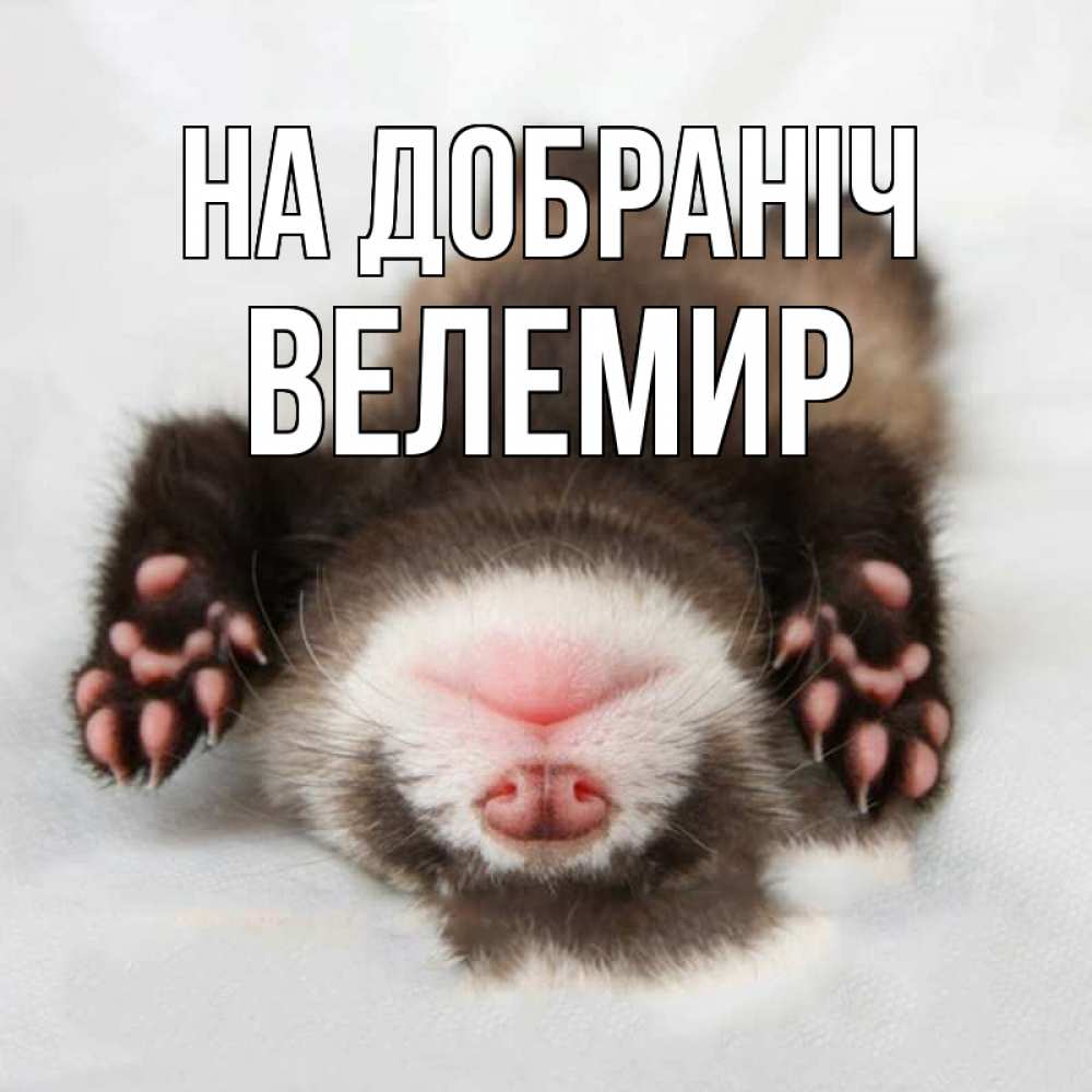 Открытка на каждый день з підписом, Велемир На добраніч зверек Прикольна листівка з побажанням онлайн скачати безкоштовно 