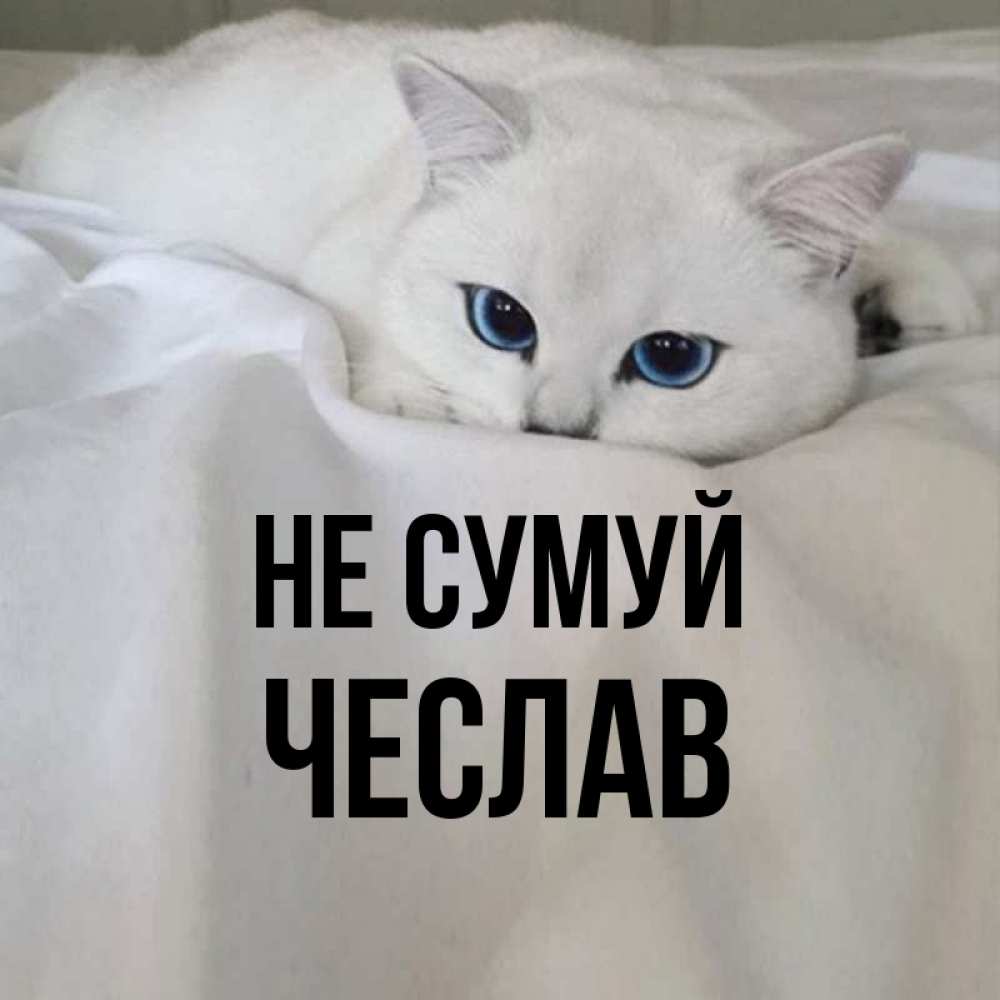 Открытка на каждый день з підписом, Чеслав Не сумуй Голубоглазая кошка Прикольна листівка з побажанням онлайн скачати безкоштовно 