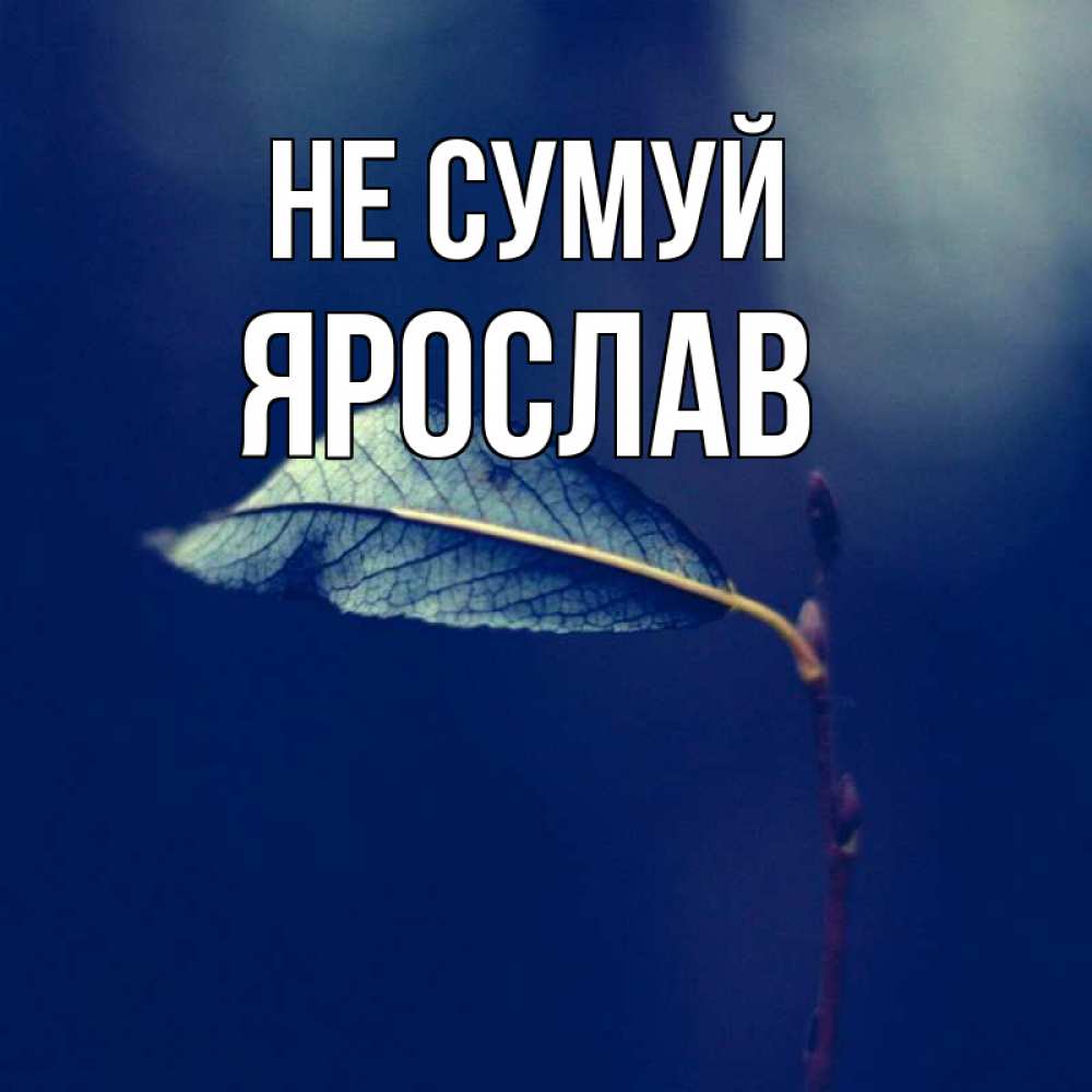 Открытка на каждый день з підписом, Ярослав Не сумуй растение Прикольна листівка з побажанням онлайн скачати безкоштовно 