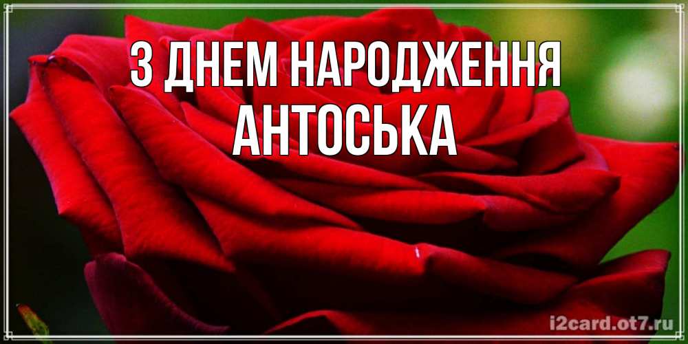 Открытка на каждый день з підписом, Антоська З Днем народження розочка очень красивая Прикольна листівка з побажанням онлайн скачати безкоштовно 