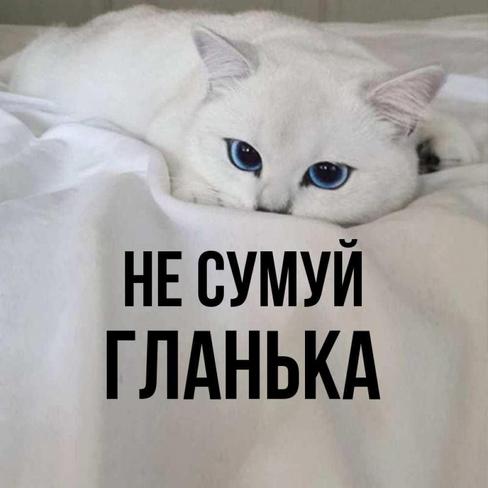 Открытка на каждый день з підписом, Гланька Не сумуй Голубоглазая кошка Прикольна листівка з побажанням онлайн скачати безкоштовно 