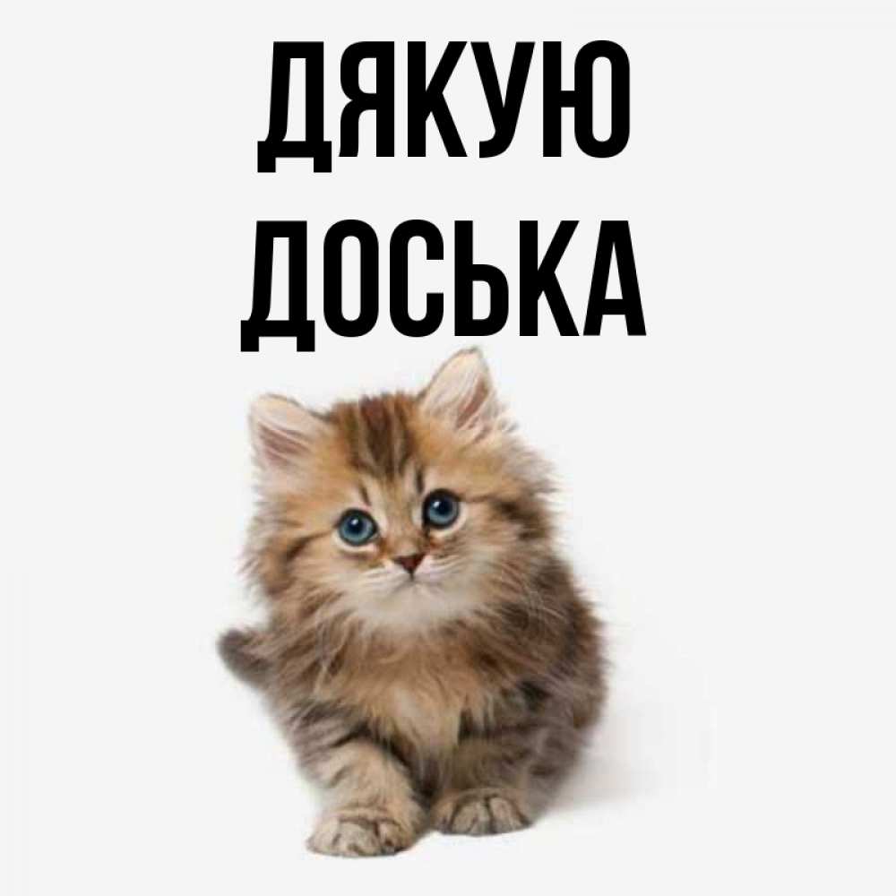 Открытка на каждый день з підписом, Доська Дякую пушистый котик Прикольна листівка з побажанням онлайн скачати безкоштовно 
