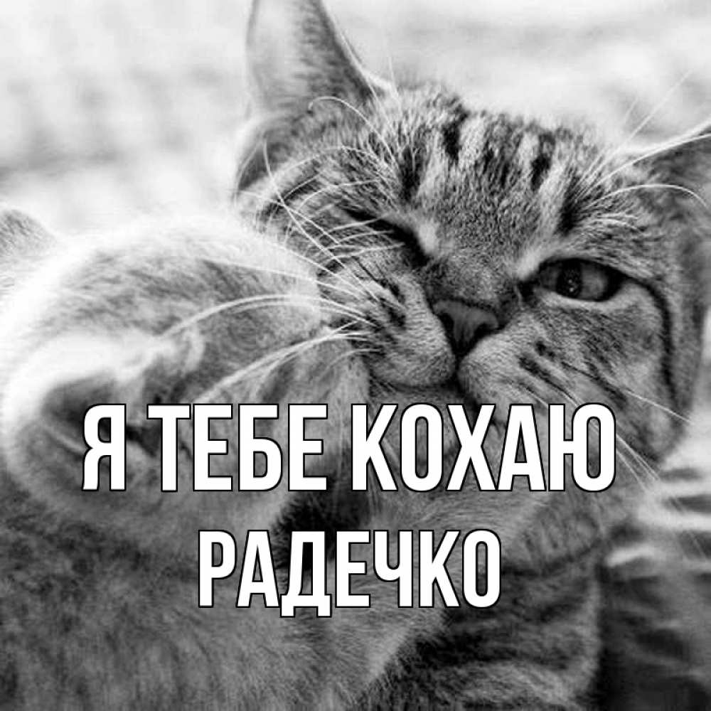Открытка на каждый день з підписом, Радечко Я тебе кохаю коты Прикольна листівка з побажанням онлайн скачати безкоштовно 