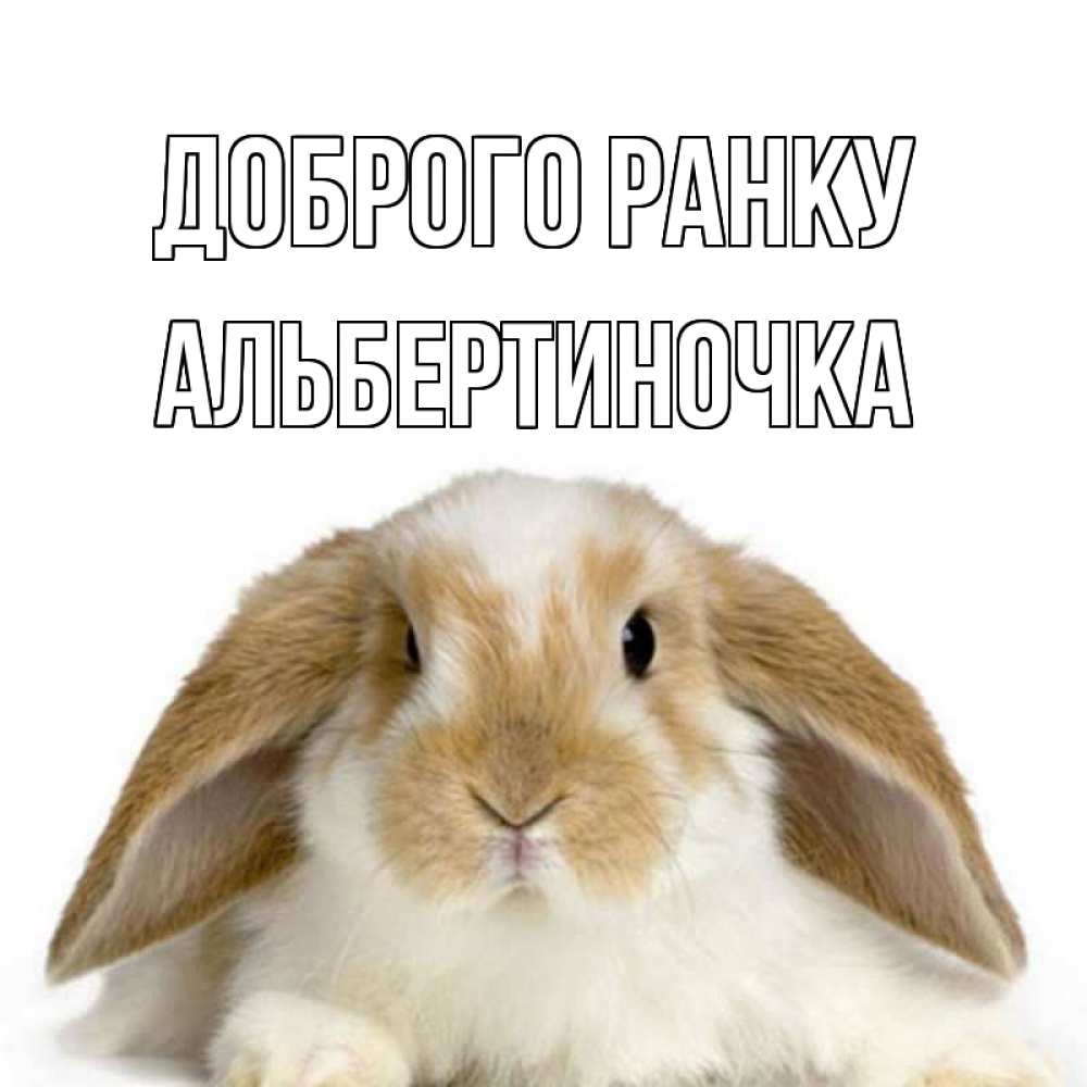 Открытка на каждый день з підписом, Альбертиночка Доброго ранку прикольные открытки на каждый день Прикольна листівка з побажанням онлайн скачати безкоштовно 