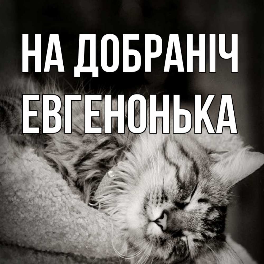 Открытка на каждый день з підписом, Евгенонька На добраніч котярик пушистый Прикольна листівка з побажанням онлайн скачати безкоштовно 