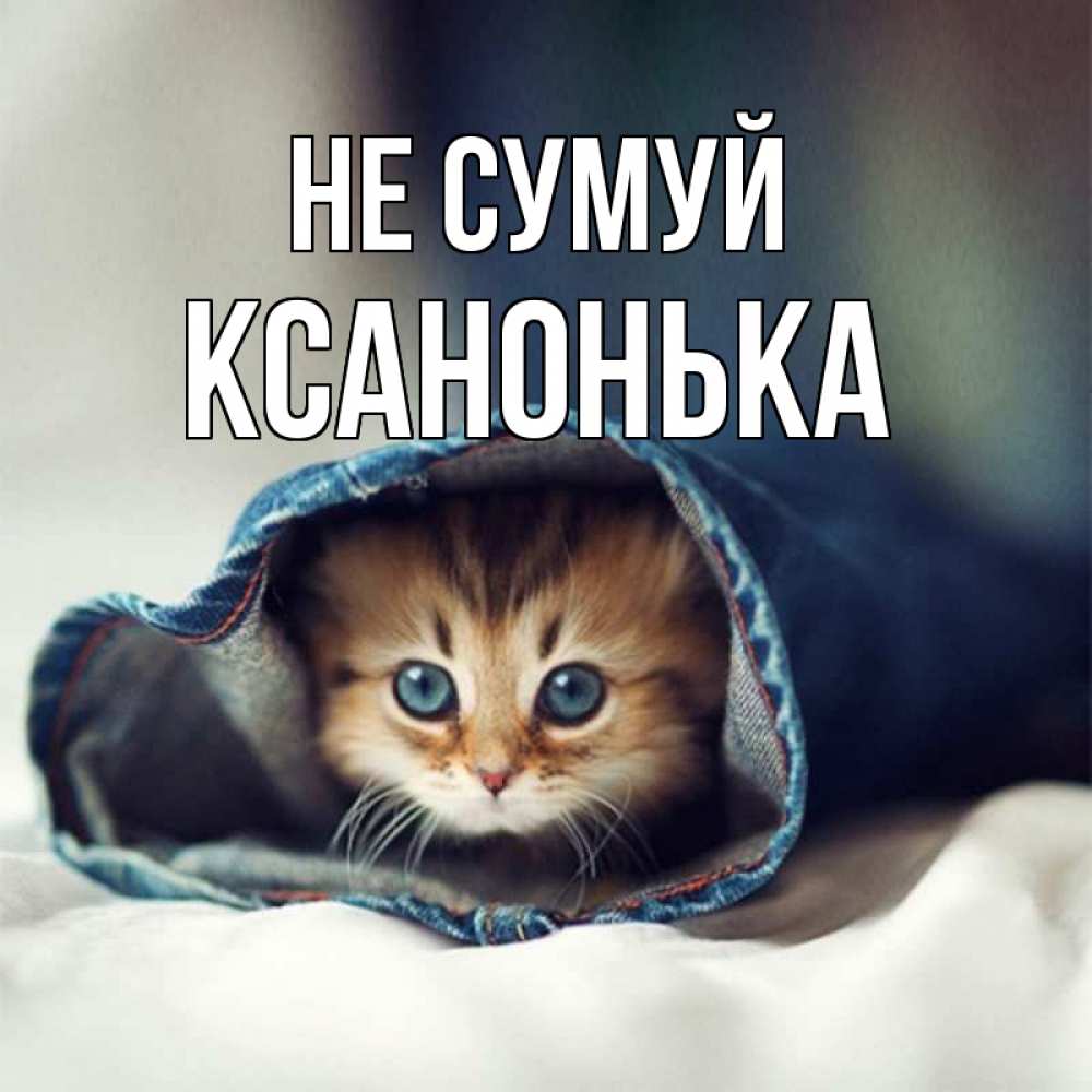Открытка на каждый день з підписом, Ксанонька Не сумуй кот в одежде Прикольна листівка з побажанням онлайн скачати безкоштовно 