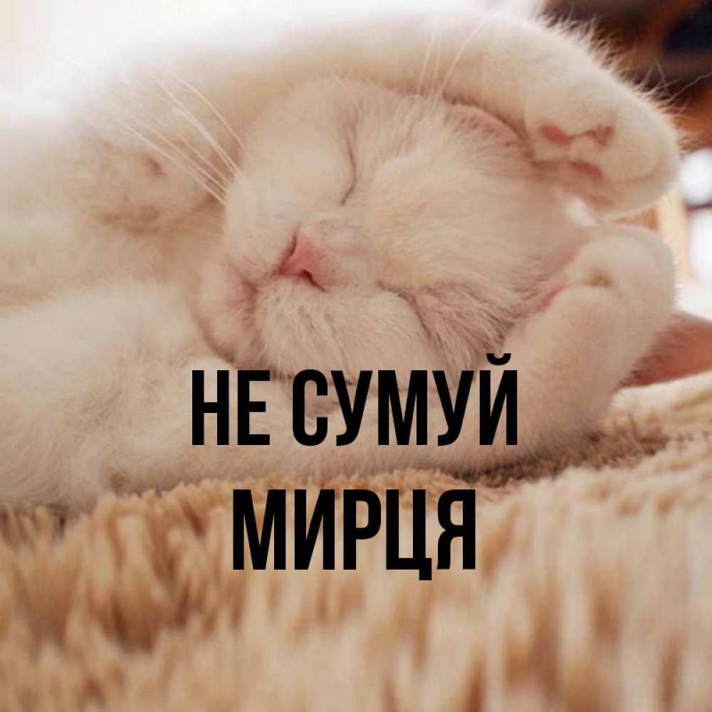 Открытка на каждый день з підписом, Мирця Не сумуй Котенок спит Прикольна листівка з побажанням онлайн скачати безкоштовно 