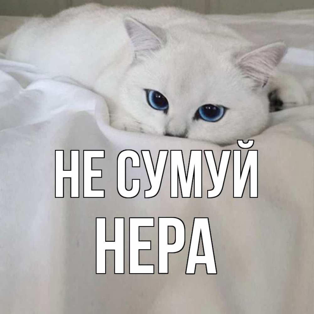 Открытка на каждый день з підписом, Нера Не сумуй белый кот с голубыми глазами на белоснежной кровати Прикольна листівка з побажанням онлайн скачати безкоштовно 