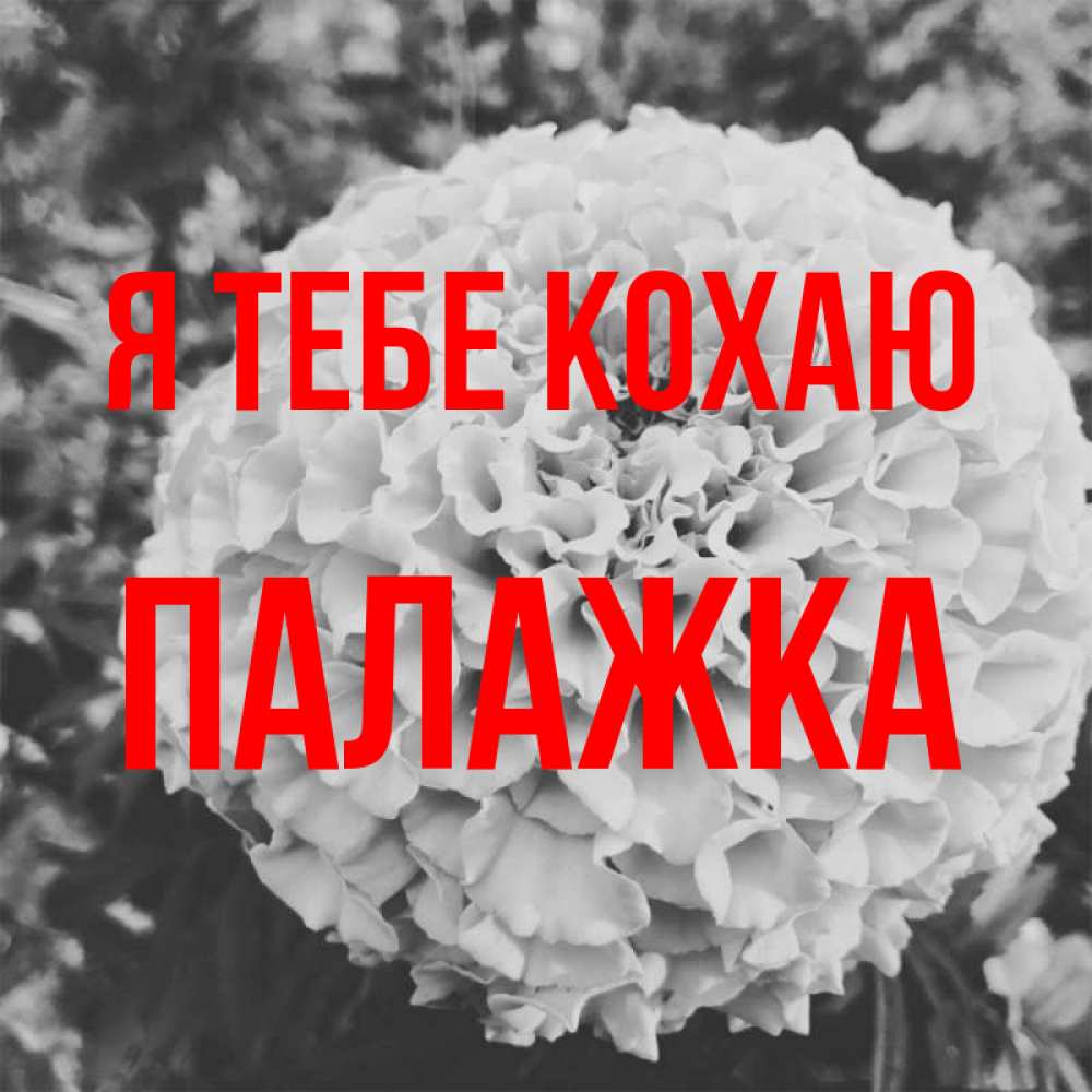 Открытка на каждый день з підписом, Палажка Я тебе кохаю подпись Прикольна листівка з побажанням онлайн скачати безкоштовно 