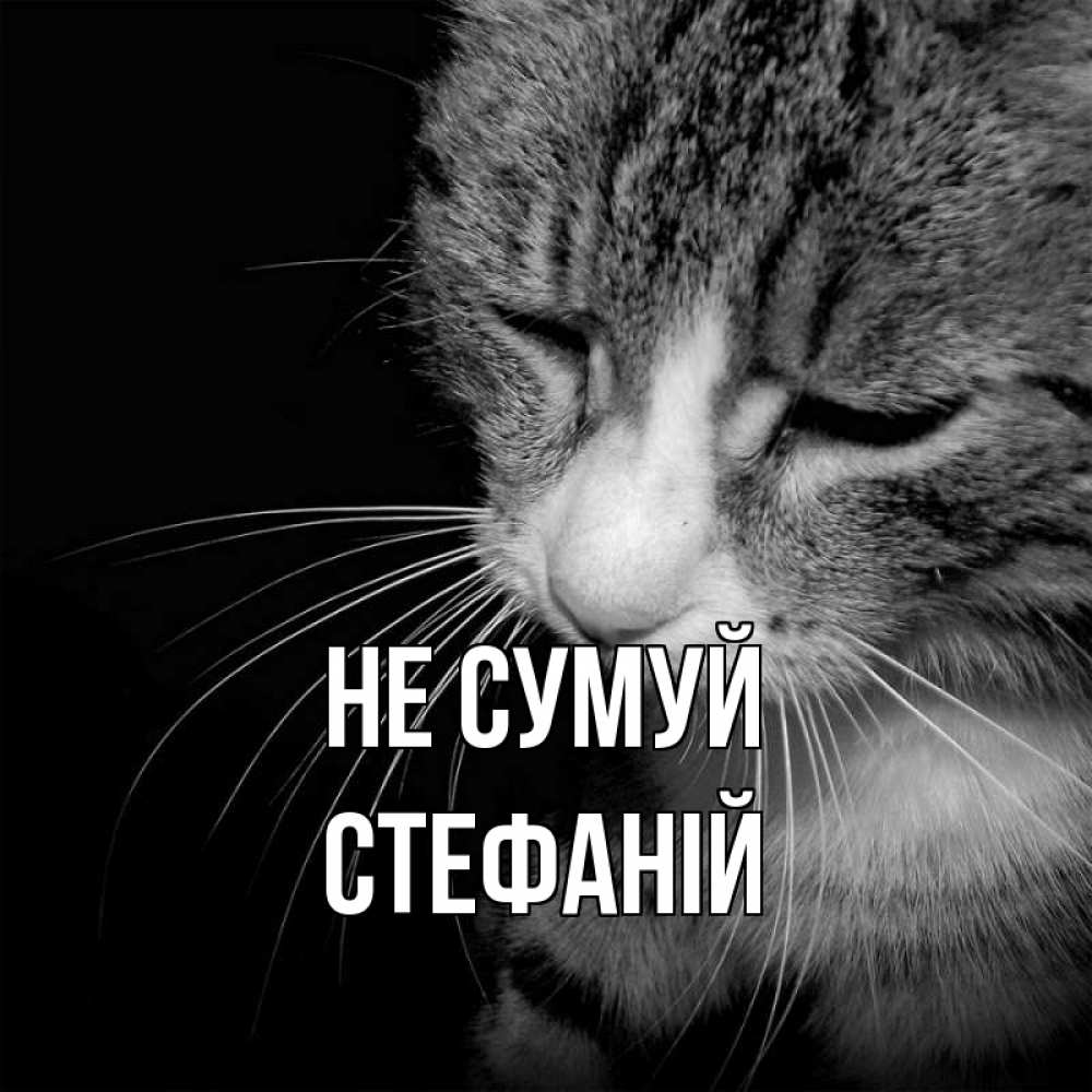 Открытка на каждый день з підписом, Стефаній Не сумуй грустный котик Прикольна листівка з побажанням онлайн скачати безкоштовно 