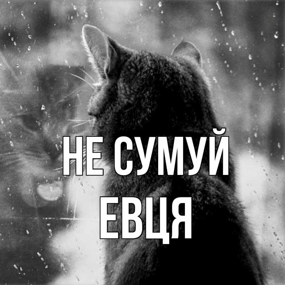 Открытка на каждый день з підписом, Евця Не сумуй отражение кота 1 Прикольна листівка з побажанням онлайн скачати безкоштовно 
