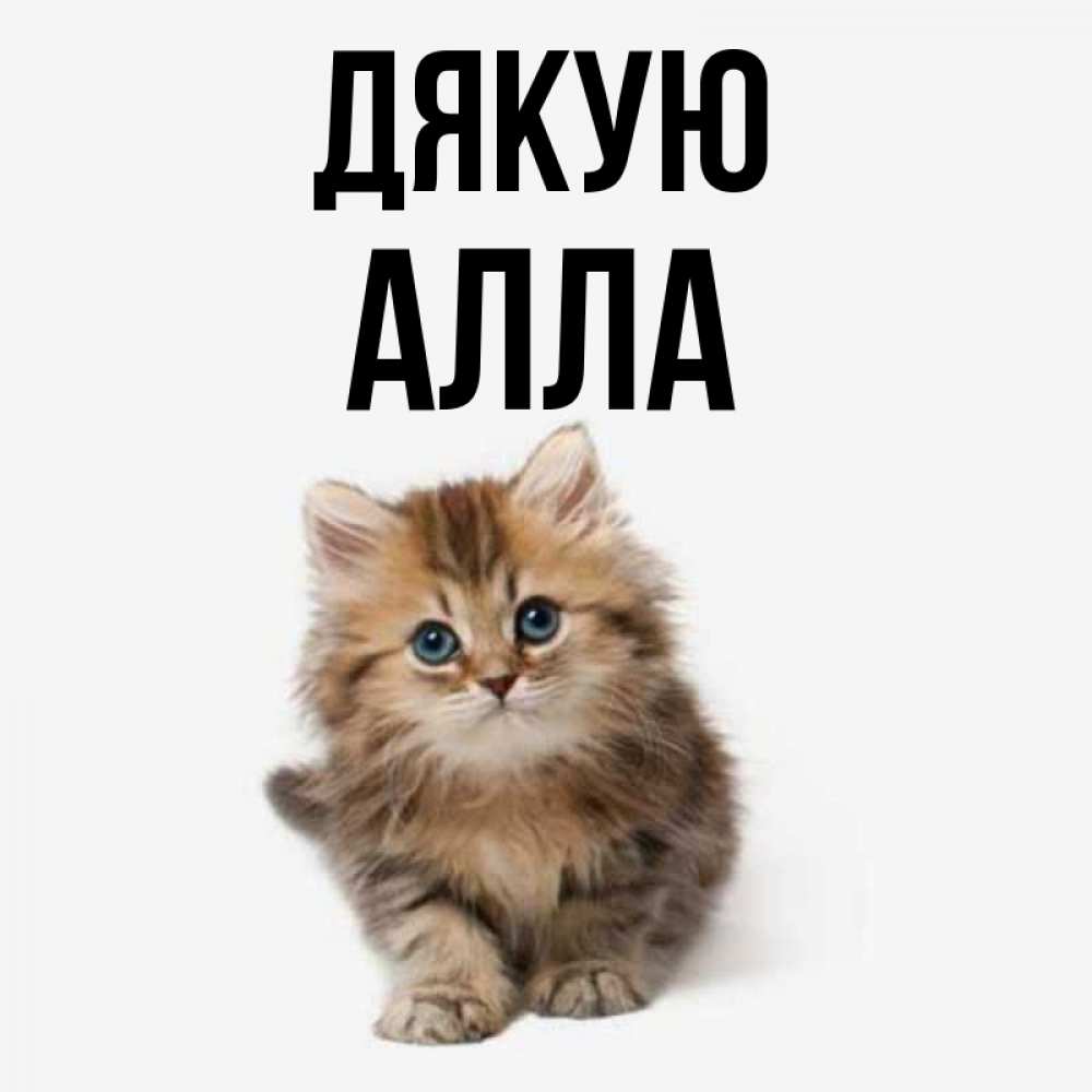 Открытка на каждый день з підписом, Алла Дякую пушистый котик Прикольна листівка з побажанням онлайн скачати безкоштовно 