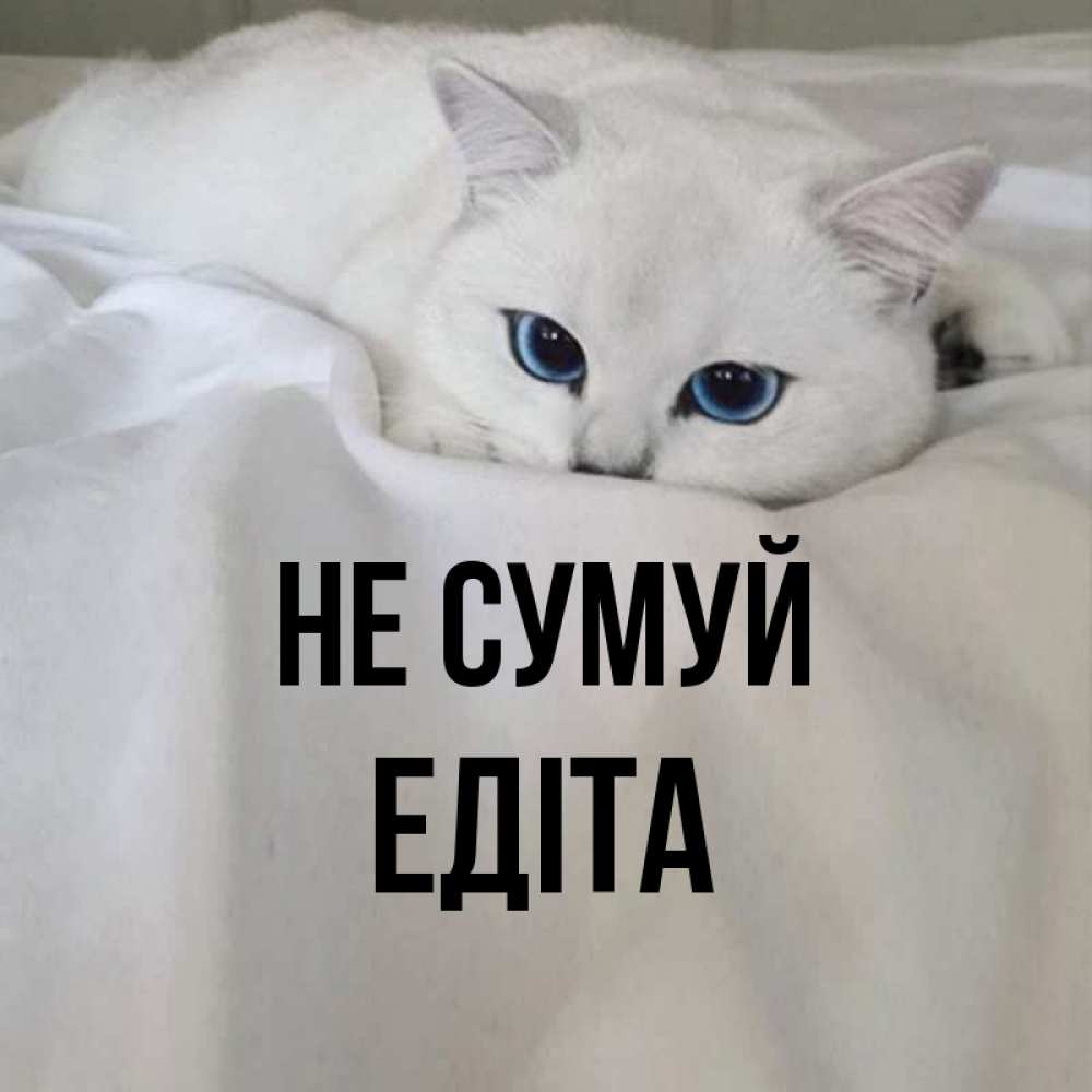 Открытка на каждый день з підписом, Едіта Не сумуй Голубоглазая кошка Прикольна листівка з побажанням онлайн скачати безкоштовно 
