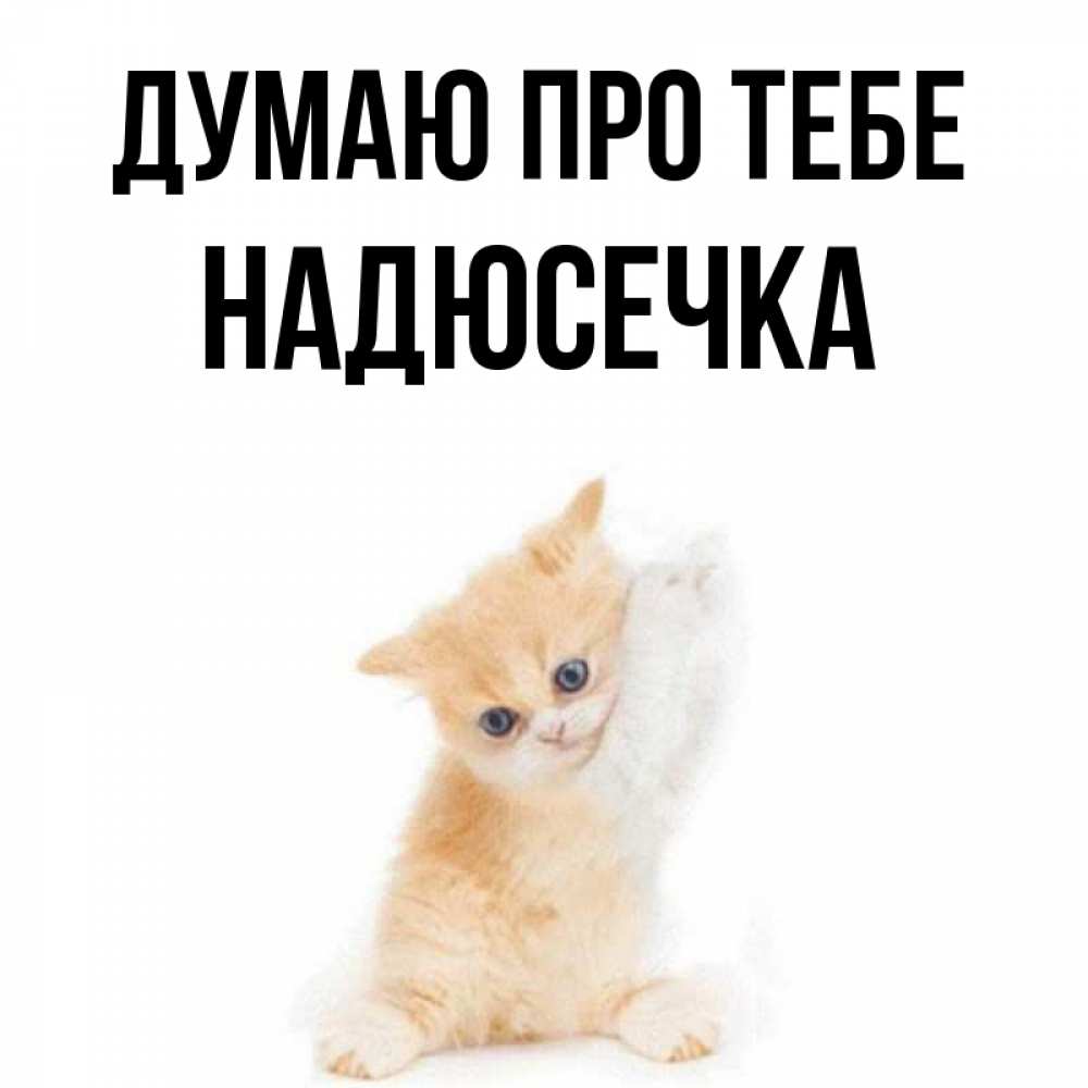 Открытка на каждый день з підписом, Надюсечка Думаю про тебе зверушки и милота Прикольна листівка з побажанням онлайн скачати безкоштовно 