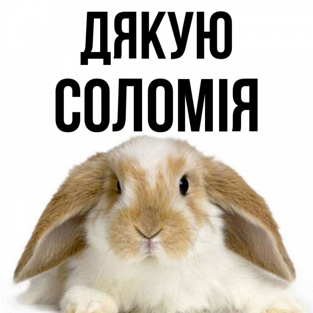 Открытка на каждый день з підписом, Соломія Дякую коричнево белый заяц Прикольна листівка з побажанням онлайн скачати безкоштовно 