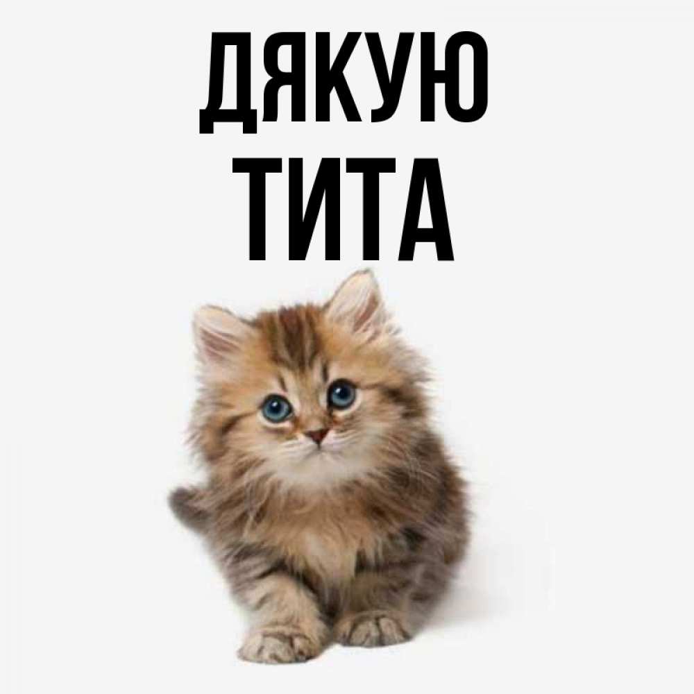 Открытка на каждый день з підписом, Тита Дякую пушистый котик Прикольна листівка з побажанням онлайн скачати безкоштовно 