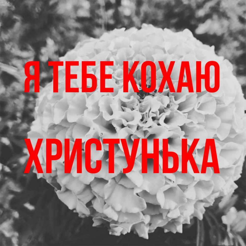 Открытка на каждый день з підписом, Христунька Я тебе кохаю подпись Прикольна листівка з побажанням онлайн скачати безкоштовно 