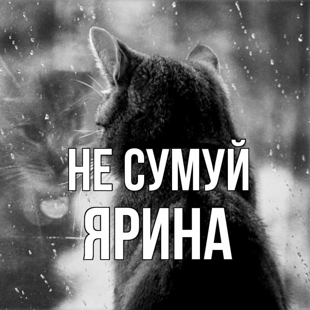 Открытка на каждый день з підписом, Ярина Не сумуй отражение кота 1 Прикольна листівка з побажанням онлайн скачати безкоштовно 