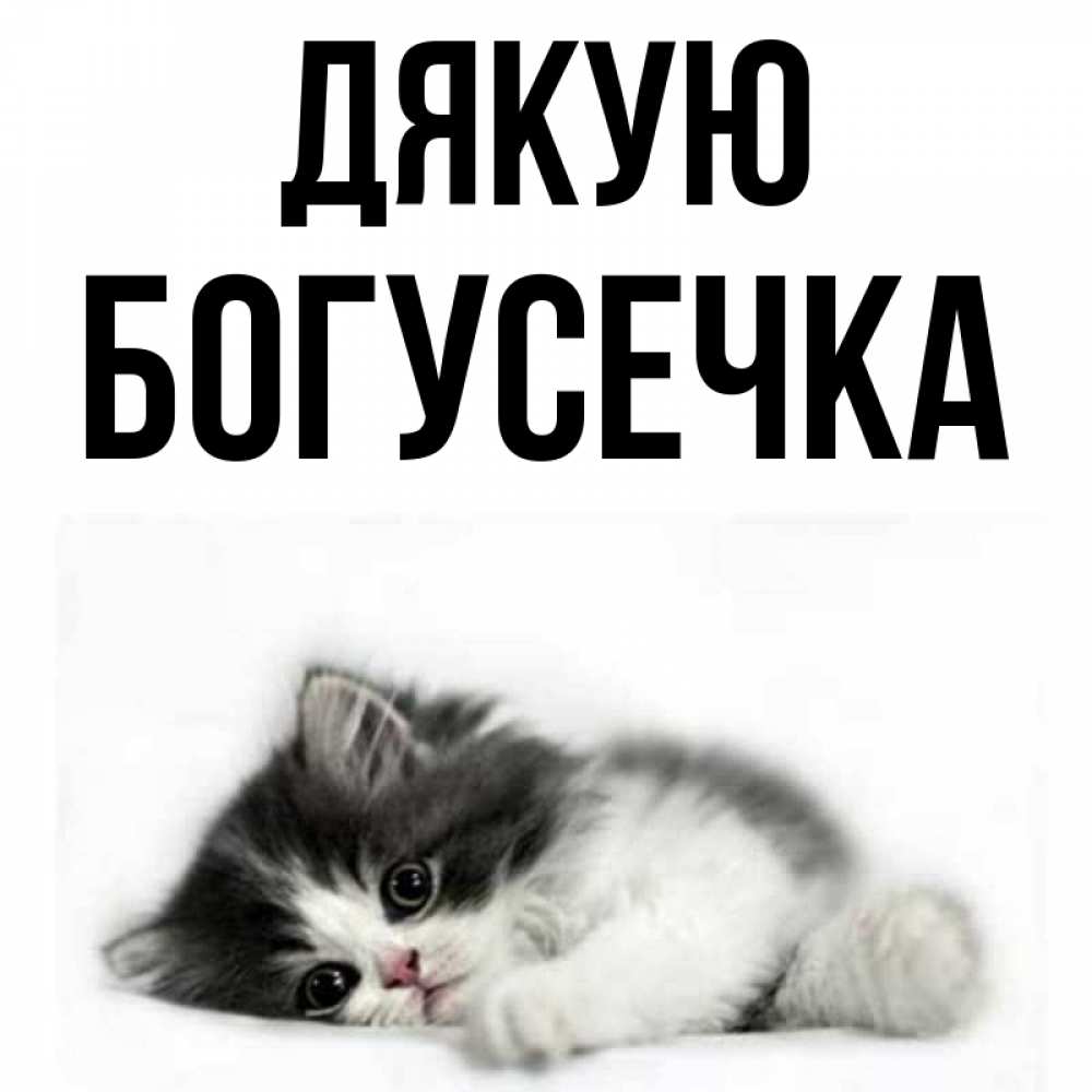 Открытка на каждый день з підписом, Богусечка Дякую черный и белый кот Прикольна листівка з побажанням онлайн скачати безкоштовно 