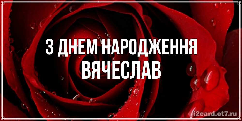 Открытка на каждый день з підписом, Вячеслав З Днем народження крупная бордовая роза Прикольна листівка з побажанням онлайн скачати безкоштовно 