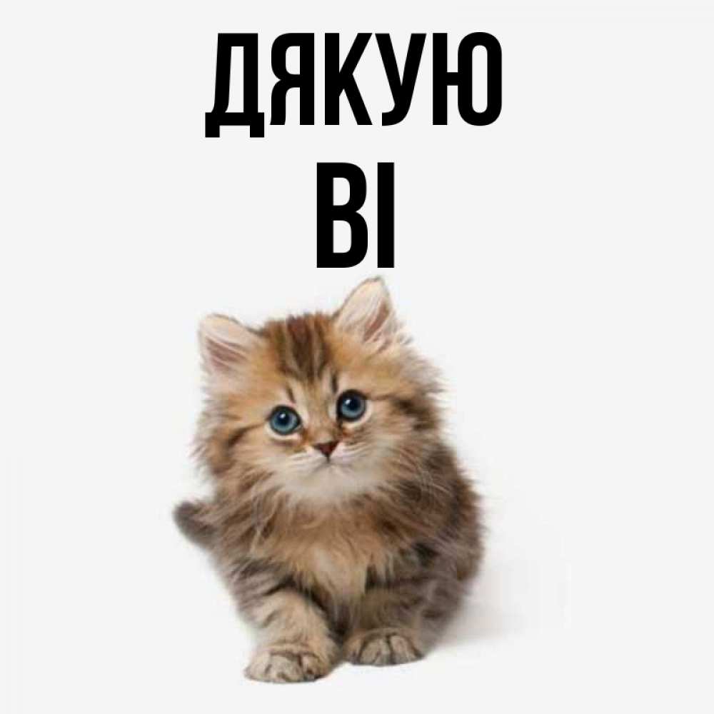 Открытка на каждый день з підписом, Ві Дякую пушистый котик Прикольна листівка з побажанням онлайн скачати безкоштовно 