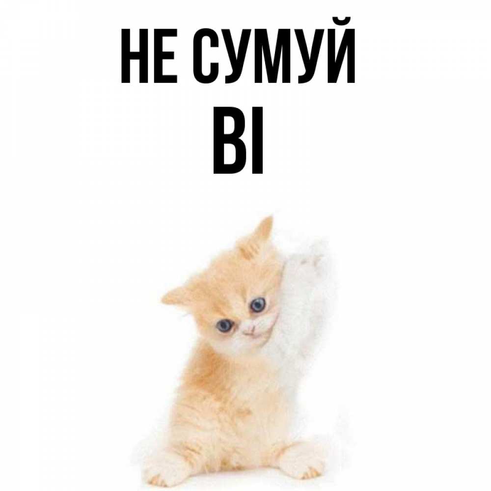 Открытка на каждый день з підписом, Ві Не сумуй просящий кот Прикольна листівка з побажанням онлайн скачати безкоштовно 