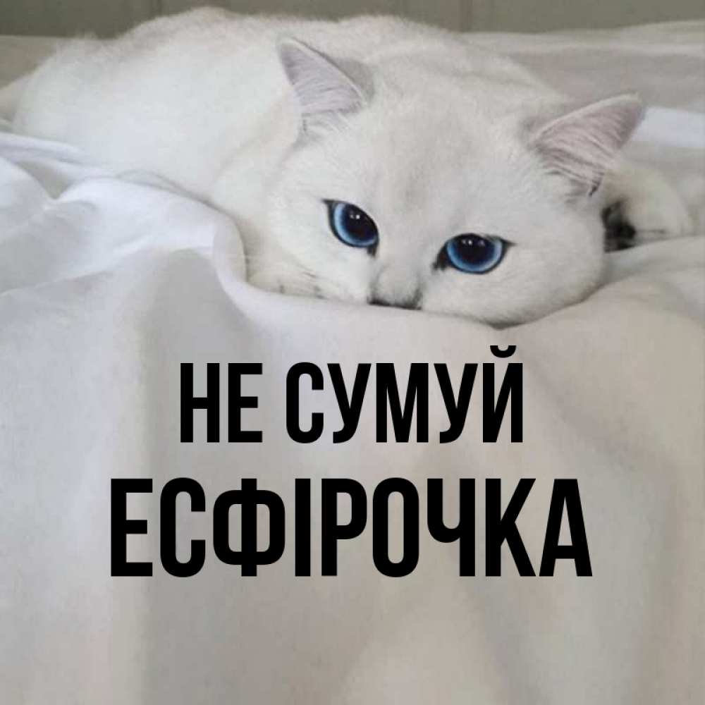Открытка на каждый день з підписом, Есфірочка Не сумуй Голубоглазая кошка Прикольна листівка з побажанням онлайн скачати безкоштовно 
