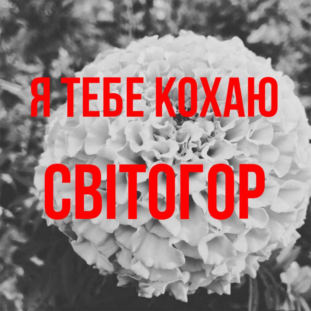 Открытка на каждый день з підписом, Світогор Я тебе кохаю подпись Прикольна листівка з побажанням онлайн скачати безкоштовно 