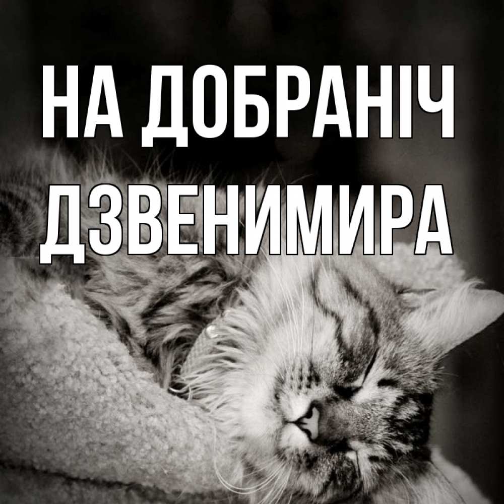 Открытка на каждый день з підписом, Дзвенимира На добраніч котярик пушистый Прикольна листівка з побажанням онлайн скачати безкоштовно 