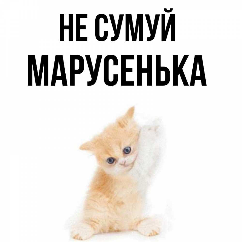 Открытка на каждый день з підписом, Марусенька Не сумуй просящий кот Прикольна листівка з побажанням онлайн скачати безкоштовно 