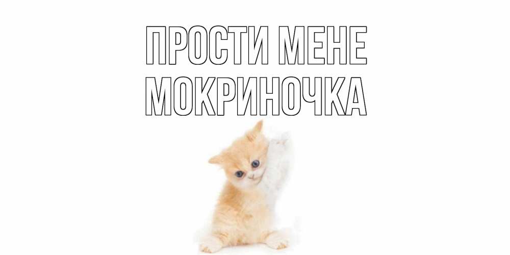 Открытка на каждый день з підписом, Мокриночка Прости мене кот Прикольна листівка з побажанням онлайн скачати безкоштовно 