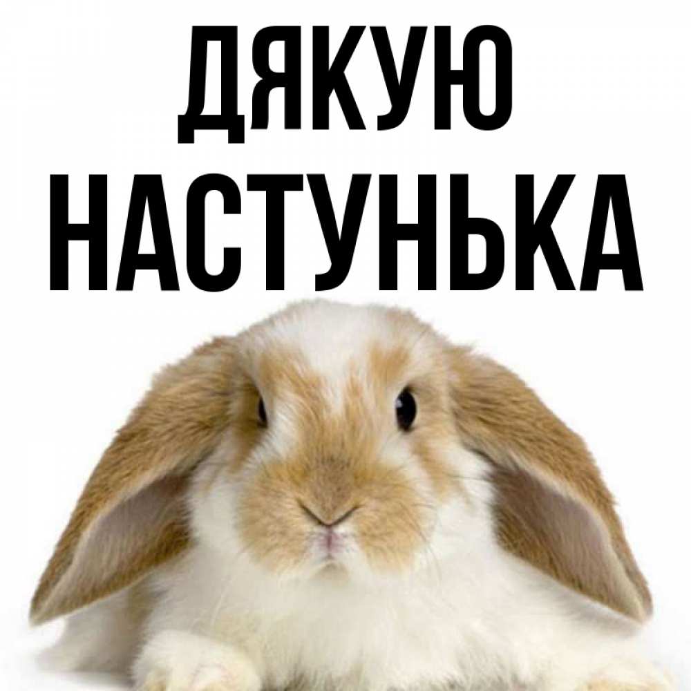 Открытка на каждый день з підписом, Настунька Дякую коричнево белый заяц Прикольна листівка з побажанням онлайн скачати безкоштовно 
