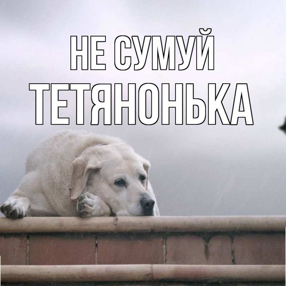 Открытка на каждый день з підписом, Тетянонька Не сумуй белый пес 1 Прикольна листівка з побажанням онлайн скачати безкоштовно 