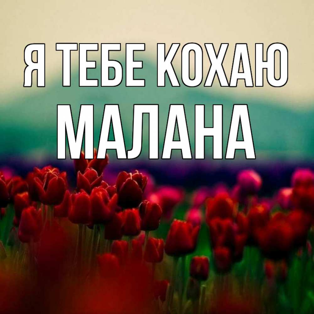 Открытка на каждый день з підписом, Малана Я тебе кохаю тюльпаны 4 Прикольна листівка з побажанням онлайн скачати безкоштовно 