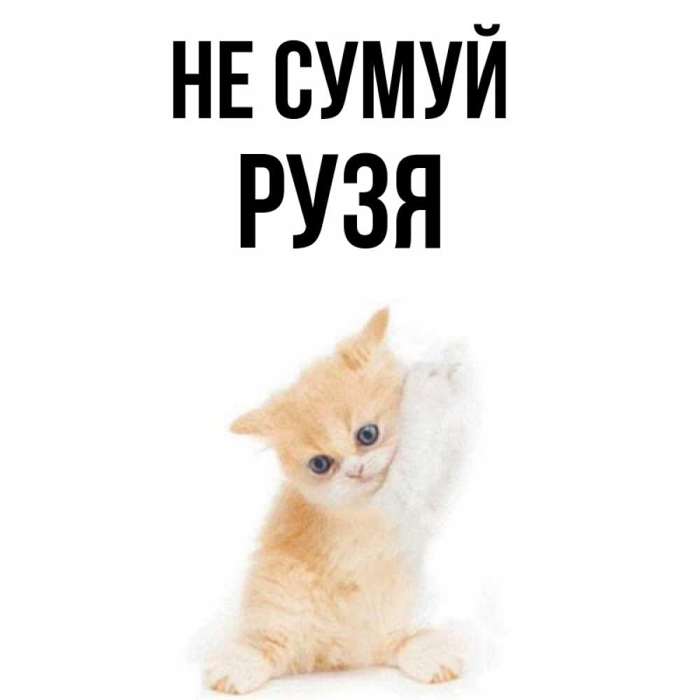 Открытка на каждый день з підписом, Рузя Не сумуй просящий кот Прикольна листівка з побажанням онлайн скачати безкоштовно 