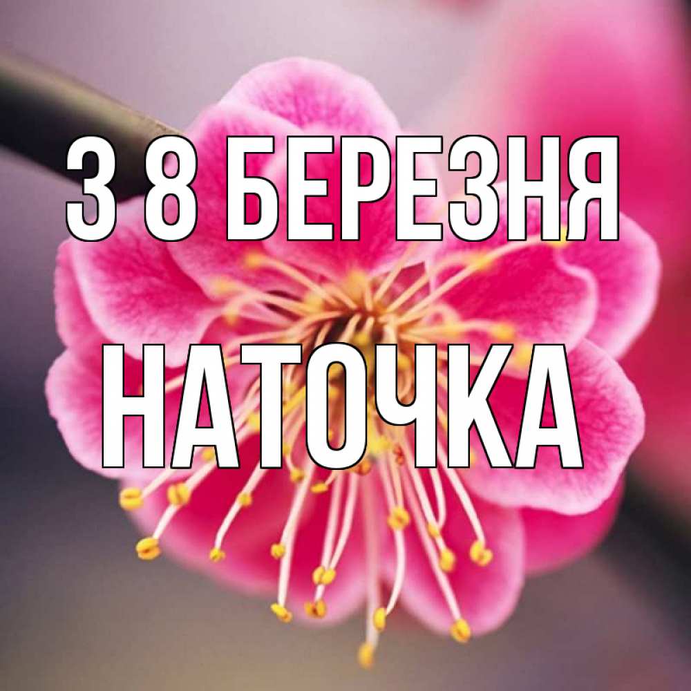Открытка на каждый день з підписом, Наточка З 8 БЕРЕЗНЯ цветы Прикольна листівка з побажанням онлайн скачати безкоштовно 
