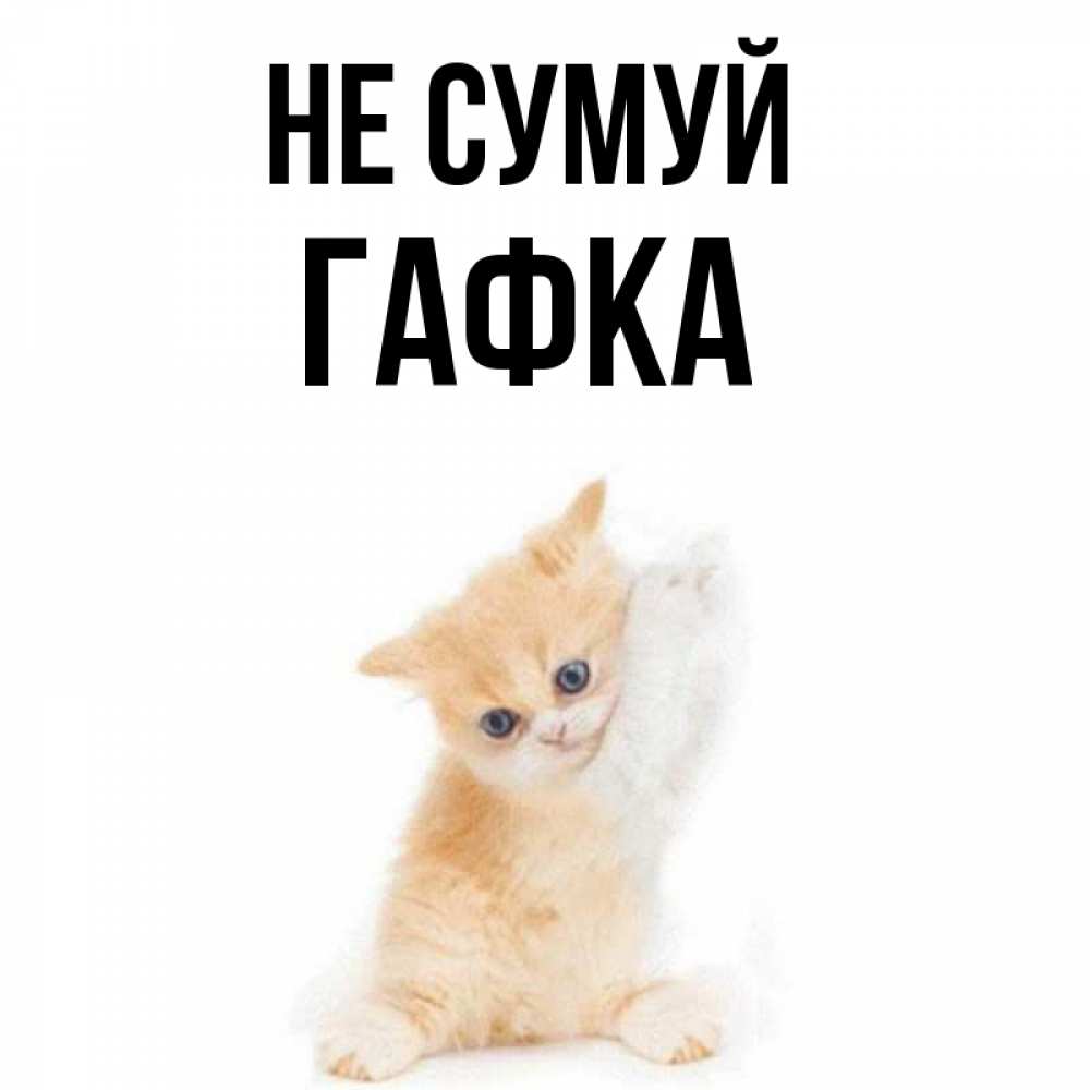Открытка на каждый день з підписом, Гафка Не сумуй просящий кот Прикольна листівка з побажанням онлайн скачати безкоштовно 