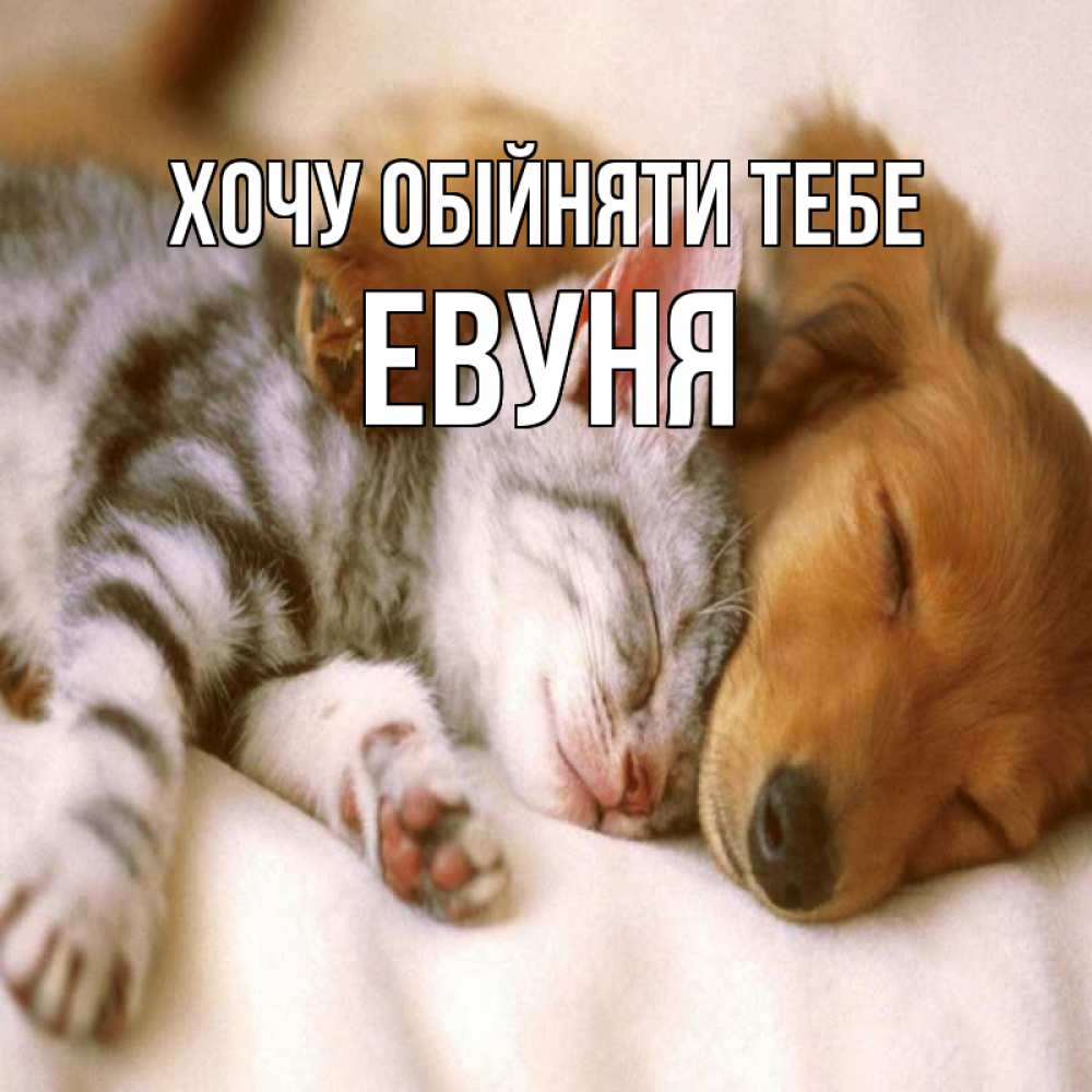 Открытка на каждый день з підписом, Евуня Хочу обійняти тебе пес и котенок Прикольна листівка з побажанням онлайн скачати безкоштовно 