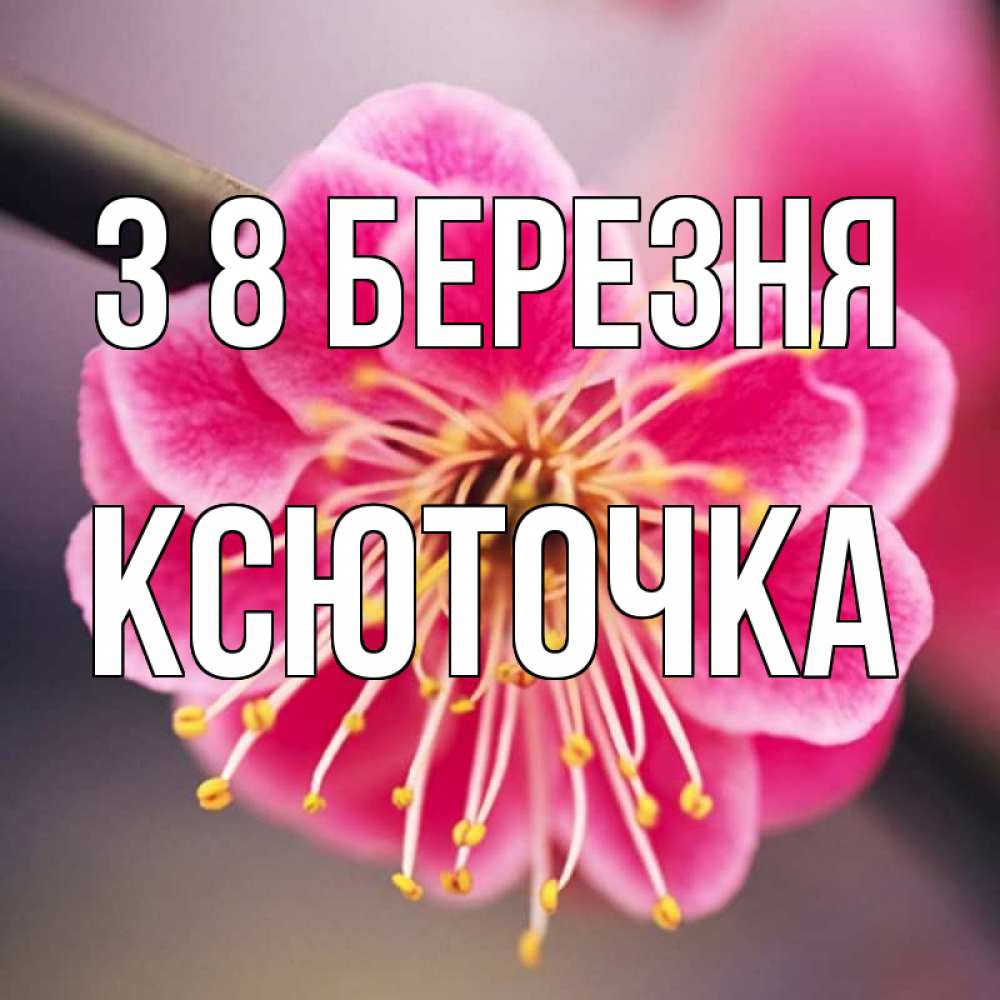 Открытка на каждый день з підписом, Ксюточка З 8 БЕРЕЗНЯ цветы Прикольна листівка з побажанням онлайн скачати безкоштовно 
