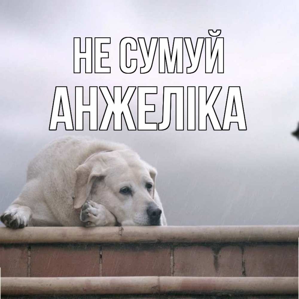 Открытка на каждый день з підписом, Анжеліка Не сумуй белый пес 1 Прикольна листівка з побажанням онлайн скачати безкоштовно 