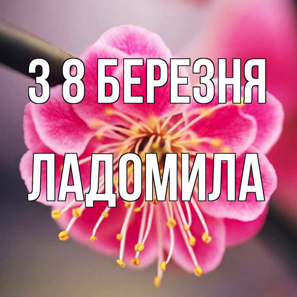 Открытка на каждый день з підписом, Ладомила З 8 БЕРЕЗНЯ цветы Прикольна листівка з побажанням онлайн скачати безкоштовно 