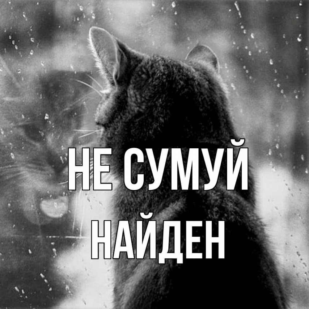 Открытка на каждый день з підписом, Найден Не сумуй отражение кота 1 Прикольна листівка з побажанням онлайн скачати безкоштовно 