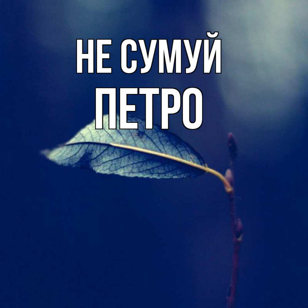 Открытка на каждый день з підписом, Петро Не сумуй растение Прикольна листівка з побажанням онлайн скачати безкоштовно 