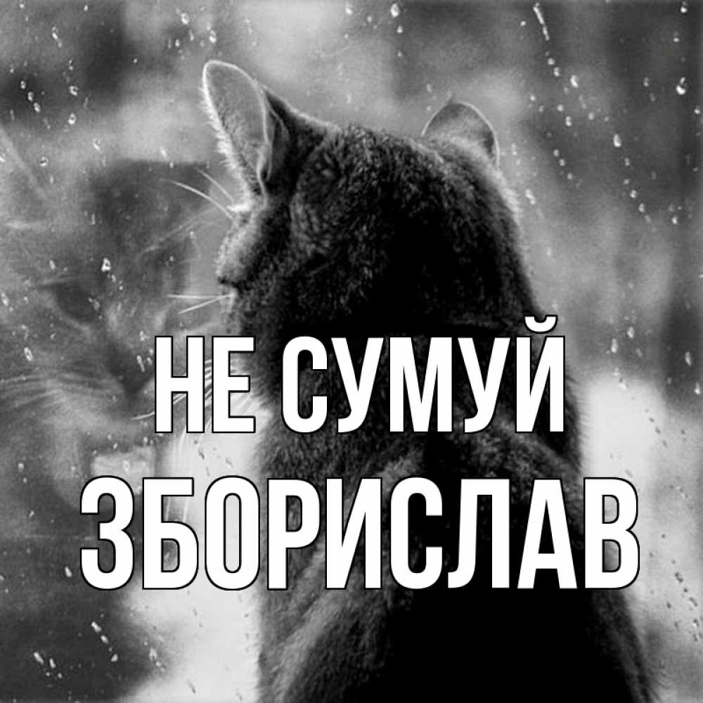 Открытка на каждый день з підписом, Зборислав Не сумуй отражение кота 1 Прикольна листівка з побажанням онлайн скачати безкоштовно 