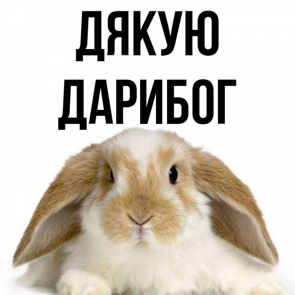 Открытка на каждый день з підписом, Дарибог Дякую коричнево белый заяц Прикольна листівка з побажанням онлайн скачати безкоштовно 